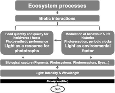 Let there be light to interact